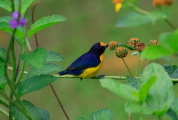 Euphonia violacea